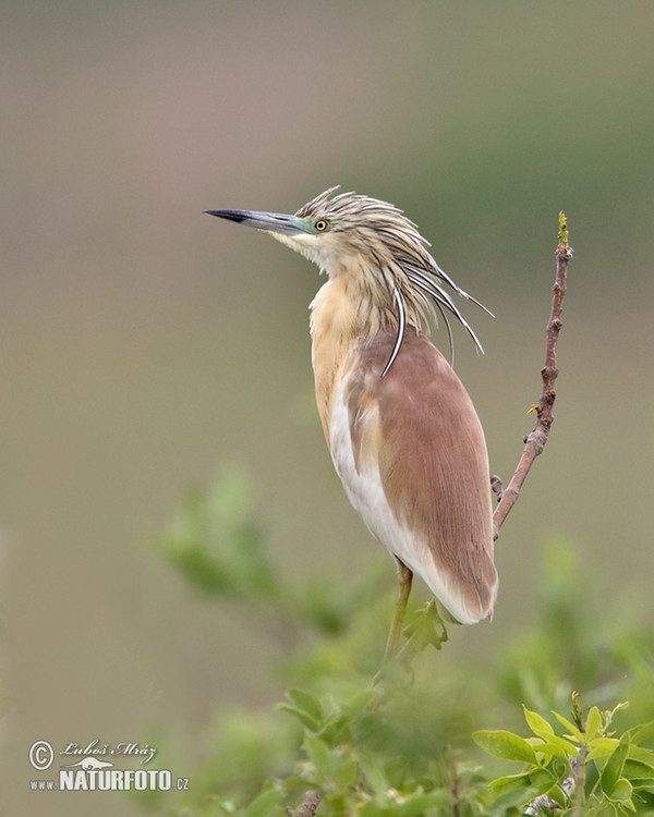 Squacco Heron (Ardeola ralloides)