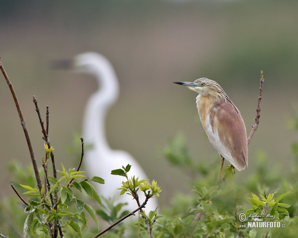 Squacco Heron (Ardeola ralloides)