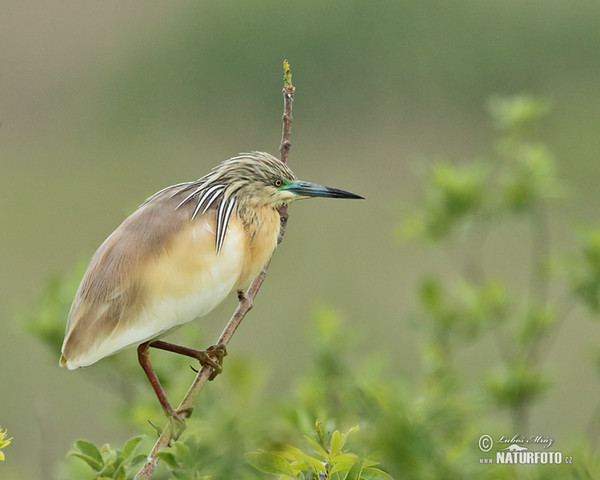 Squacco Heron (Ardeola ralloides)