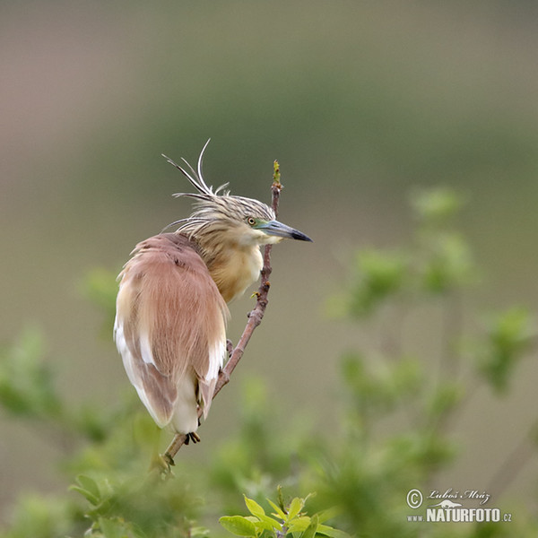 Squacco Heron (Ardeola ralloides)