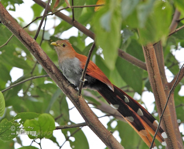 Squirrel Cuckoo (Piaya cayana)