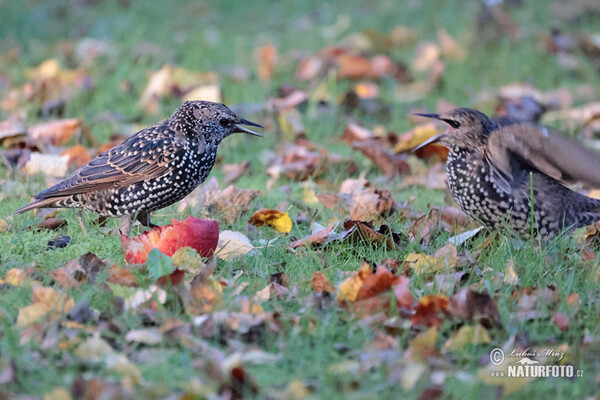 Starling (Sturnus vulgaris)