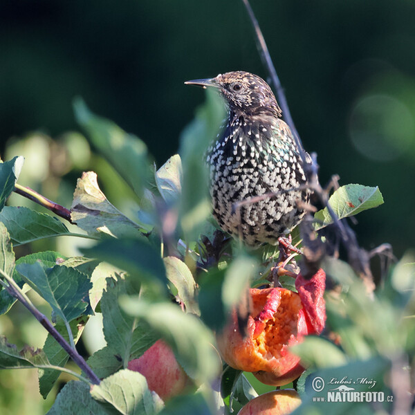 Starling (Sturnus vulgaris)