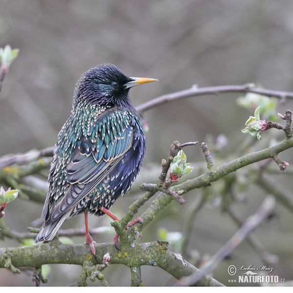 Starling (Sturnus vulgaris)