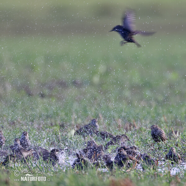 Starling (Sturnus vulgaris)