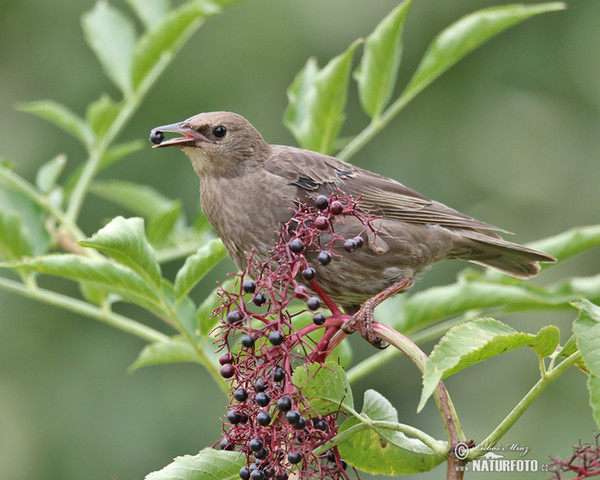 Starling (Sturnus vulgaris)