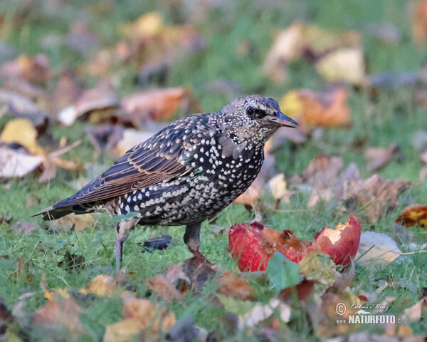 Starling (Sturnus vulgaris)