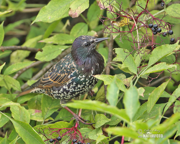 Starling (Sturnus vulgaris)