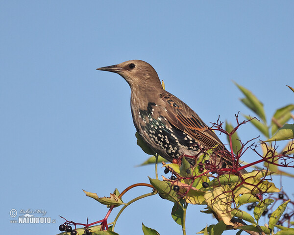 Starling (Sturnus vulgaris)