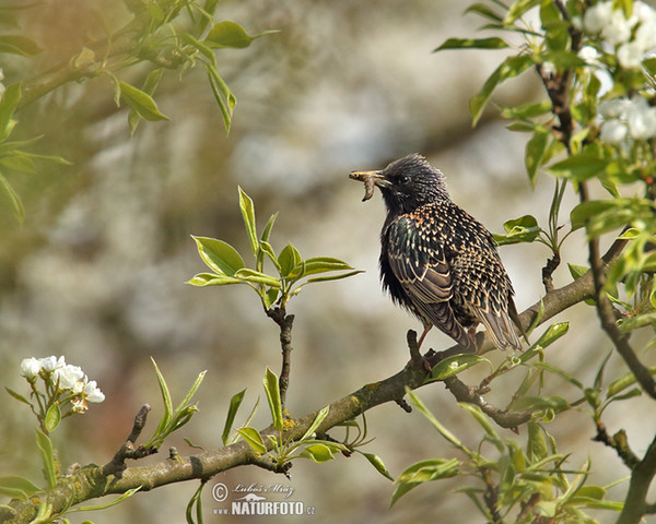 Starling (Sturnus vulgaris)