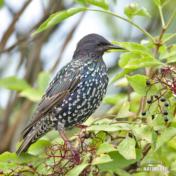 Starling (Sturnus vulgaris)