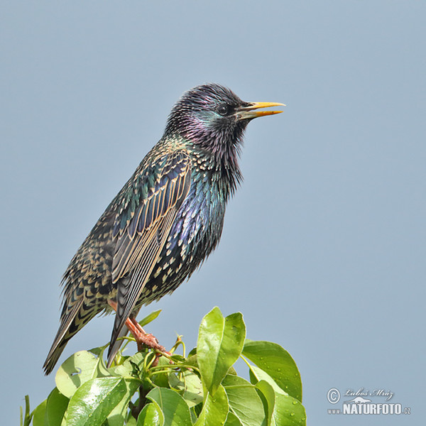 Starling (Sturnus vulgaris)