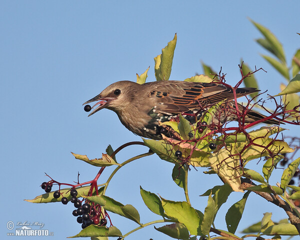 Starling (Sturnus vulgaris)