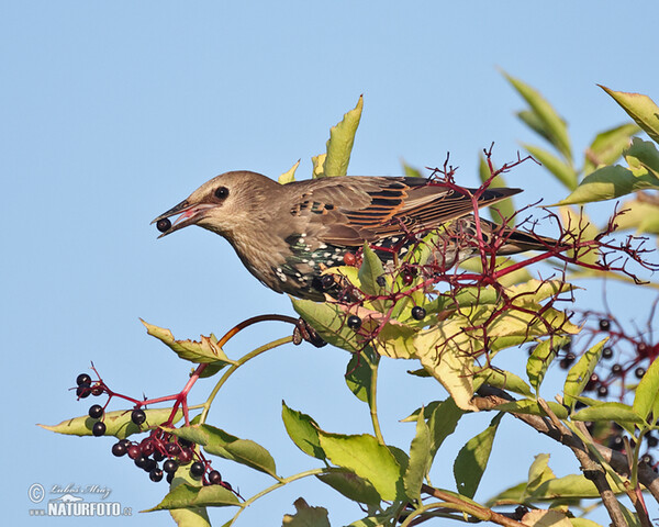 Starling (Sturnus vulgaris)