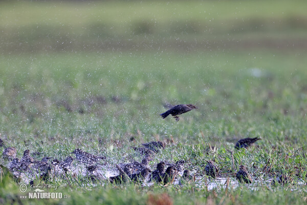 Starling (Sturnus vulgaris)