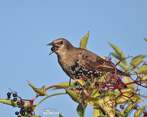 Starling (Sturnus vulgaris)