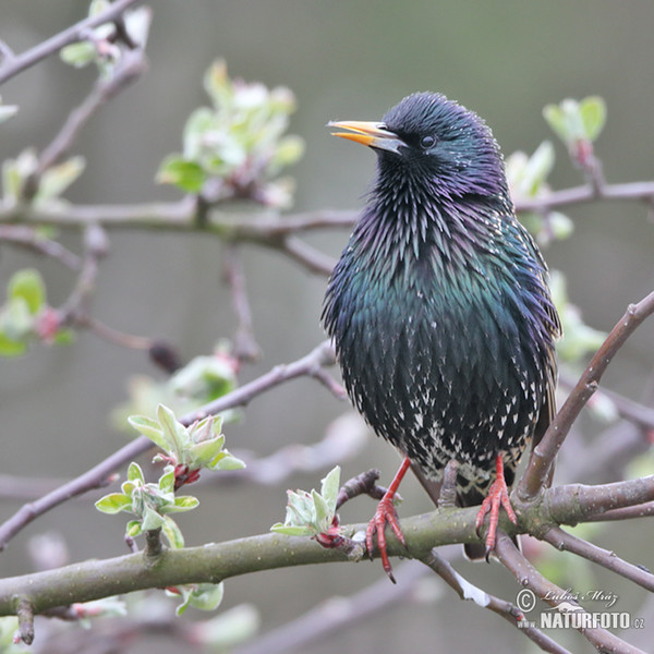 Starling (Sturnus vulgaris)