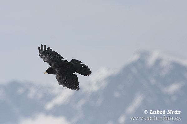 Stăncuță alpină