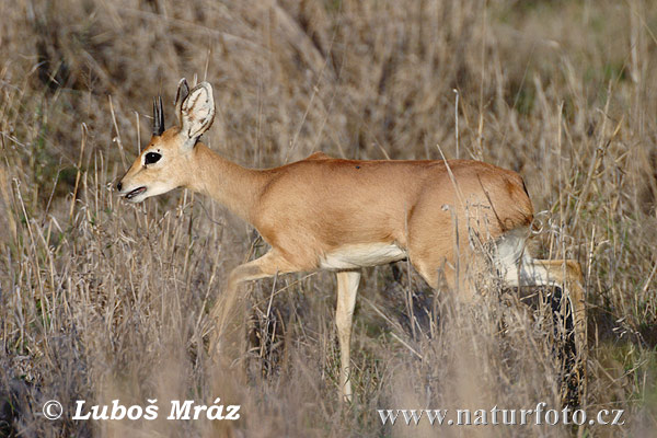 Steenbok