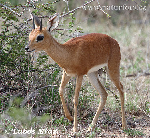 Steenbokantilope