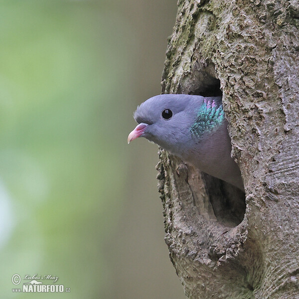 Stock Dove (Columba oenas)