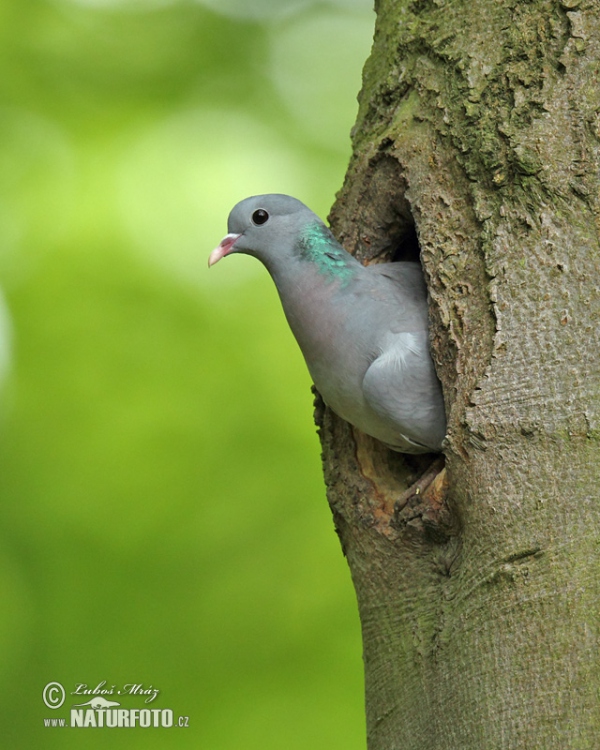 Stock Dove (Columba oenas)