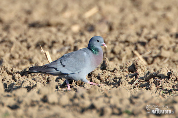 Stock Dove (Columba oenas)