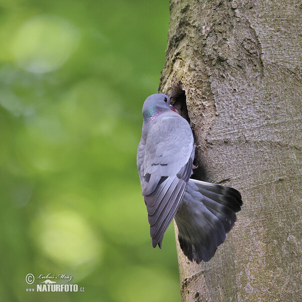 Stock Dove (Columba oenas)