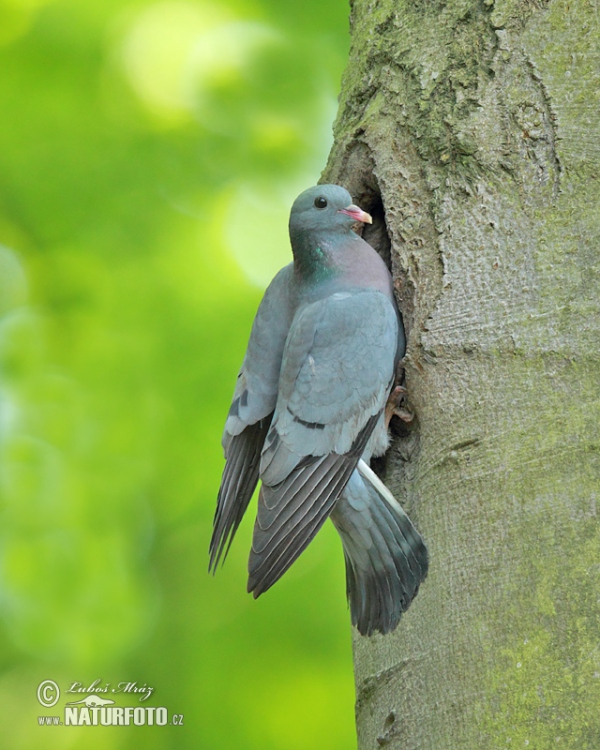 Stock Dove (Columba oenas)