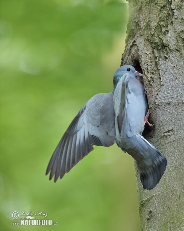 Stock Dove (Columba oenas)