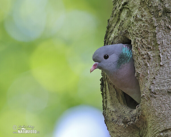 Stock Dove (Columba oenas)