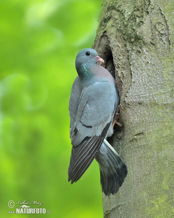 Stock Dove (Columba oenas)