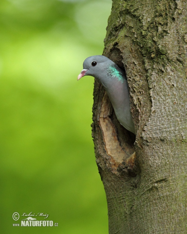 Stock Dove (Columba oenas)