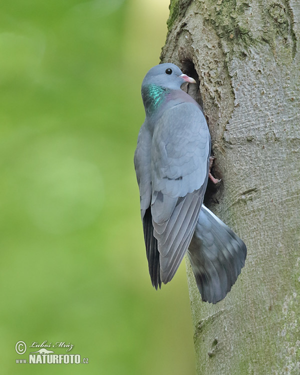 Stock Dove (Columba oenas)