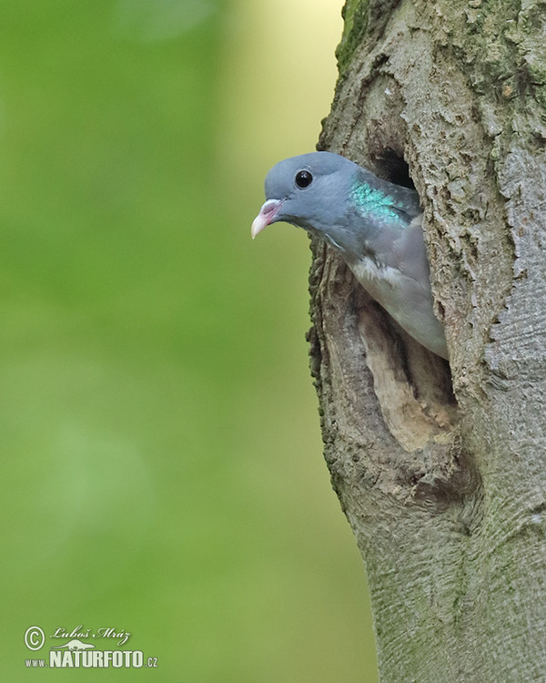 Stock Dove (Columba oenas)