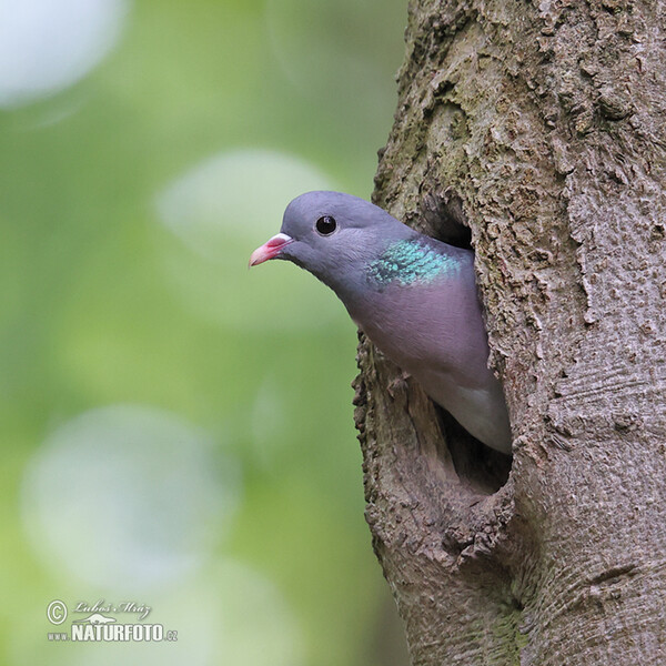 Stock Dove (Columba oenas)