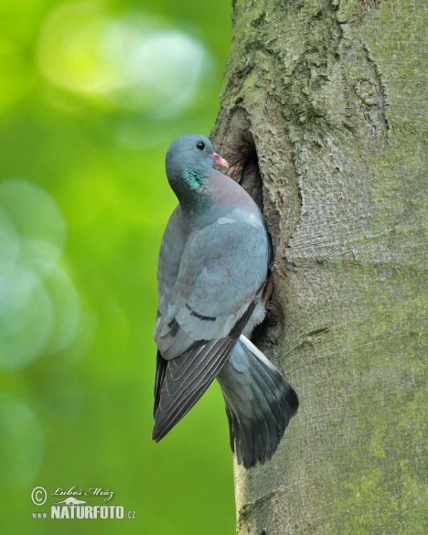 Stock Dove (Columba oenas)