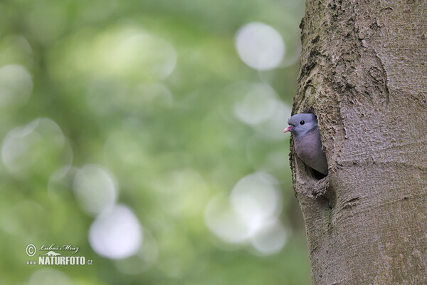 Stock Dove (Columba oenas)