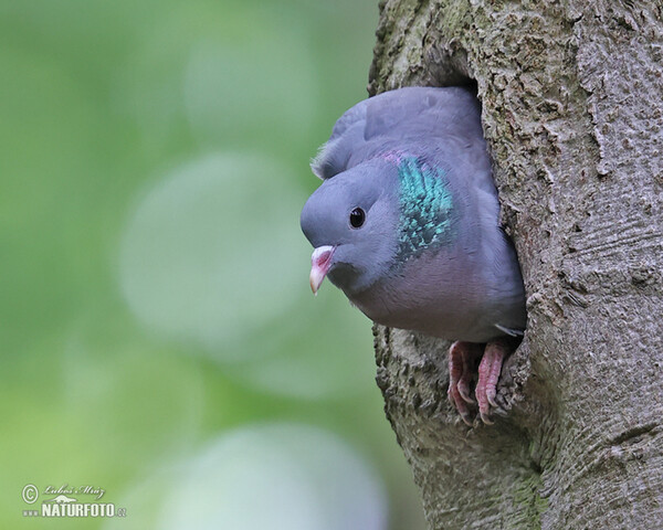 Stock Dove (Columba oenas)