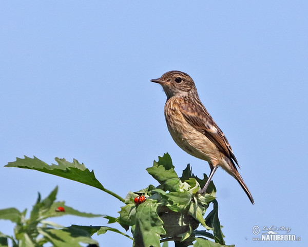 Stonechat (Saxicola torquata)