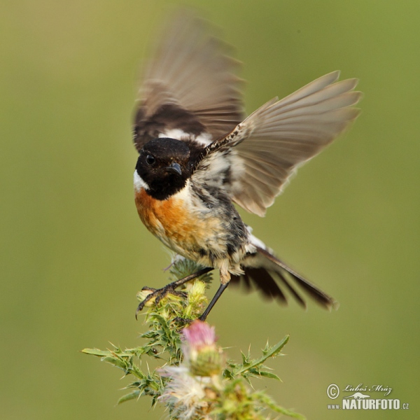 Stonechat (Saxicola torquata)