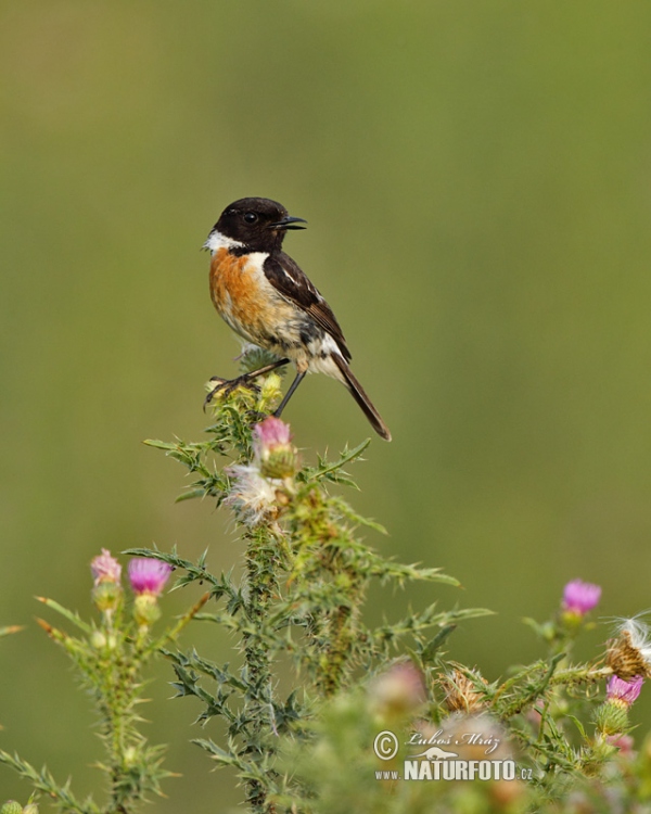 Stonechat (Saxicola torquata)