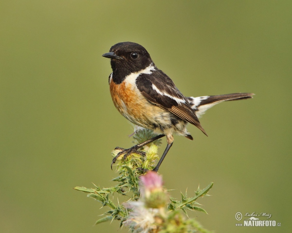 Stonechat (Saxicola torquata)