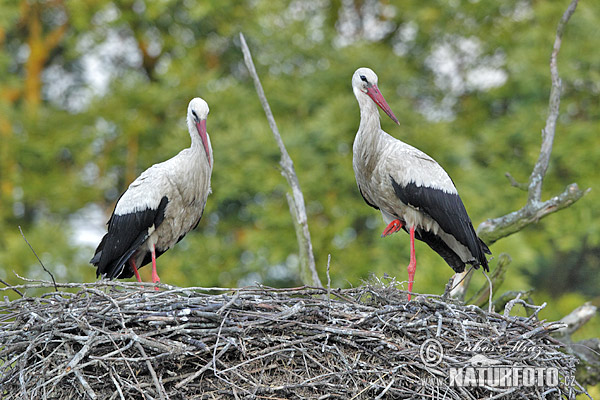 Stork