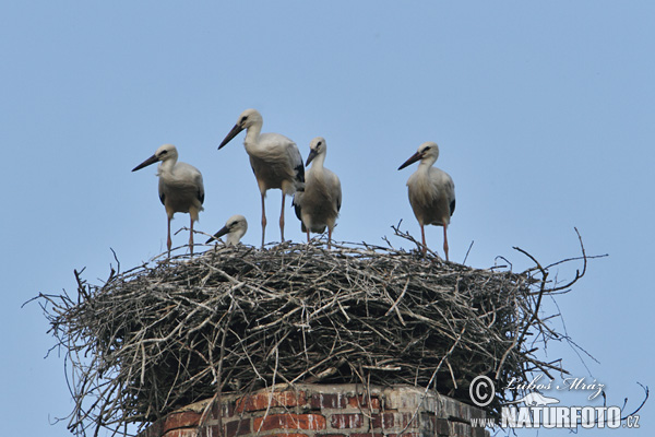 Stork