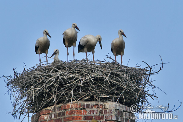 Stork