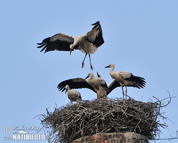 Stork