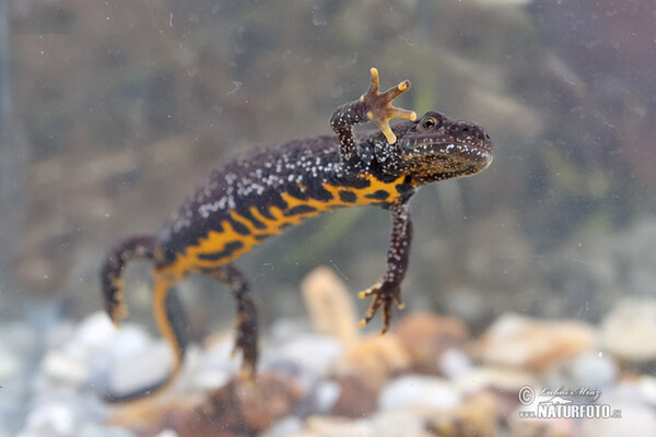 Större vattensalamander