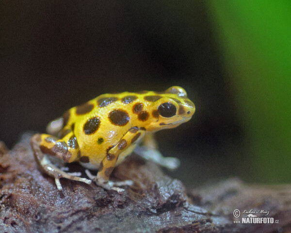 Strawberry poison Dart Frog (Dendrobates pumilio)