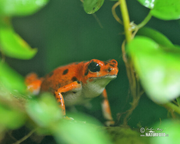 Strawberry poison Dart Frog (Dendrobates pumilio)
